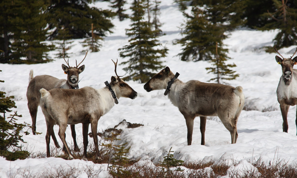 Caribou from the Klinse-Za herd in northeastern BC graze in this handout photo.