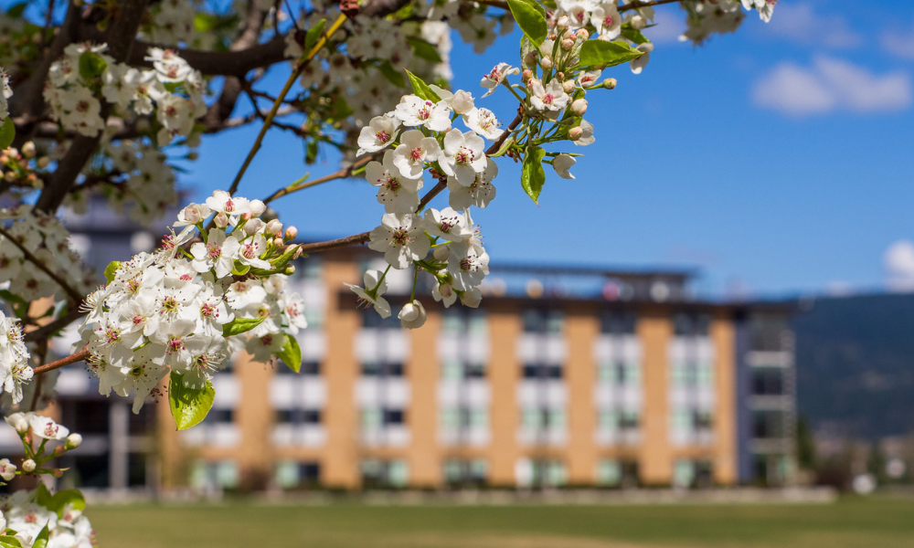 Blossomed tree in image foreground, with campus building shown in the bakcground.